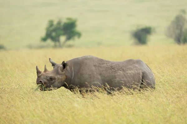 Vue Latérale Horizontale Rhinocéros Noir Debout Mangeant Masai Mara Kenya — Photo