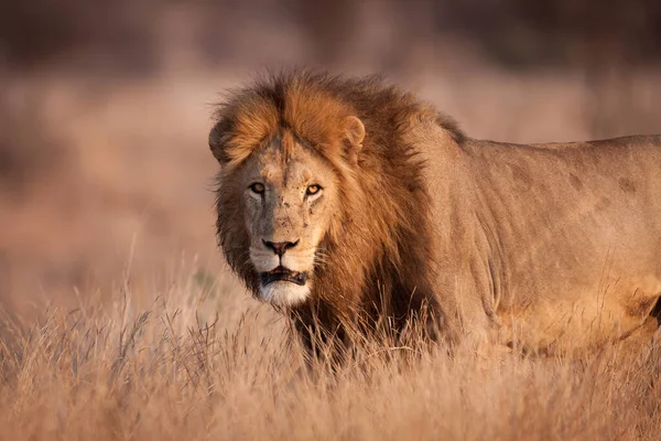 Halbkörperporträt Eines Männlichen Löwen Mit Schöner Mähne Warmen Nachmittagslicht Kruger — Stockfoto
