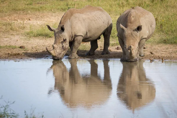 Dois Rinocerontes Brancos Bebendo Água Com Oxpeckers Faturados Vermelhos Kruger — Fotografia de Stock