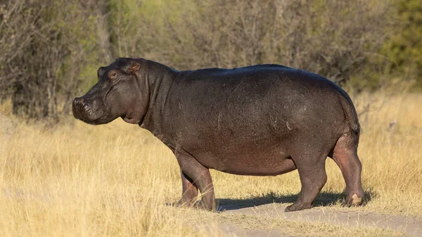 Big Hippo Standing Amongst Tall Yellow Grass Full Sunshine Looking — Stock Photo, Image