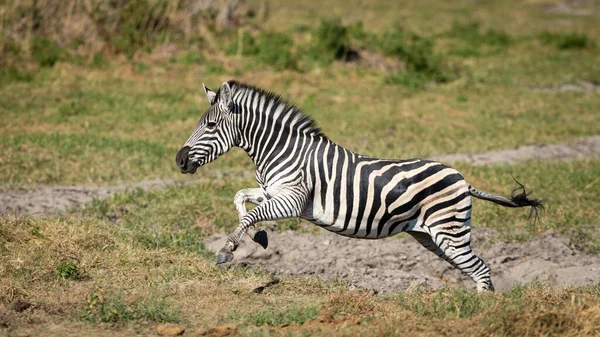 Zebra Fêmea Adulta Galopando Toda Velocidade Dia Ensolarado Moremi Okavango — Fotografia de Stock