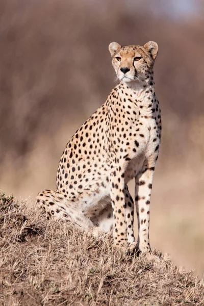 Vertical Portrait Adult Cheetah Sitting Termite Mound Full Sun Masai — Stock Photo, Image