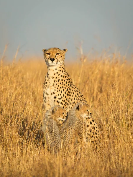 Guépard Femelle Ses Petits Assis Dans Herbe Jaune Haute Dans — Photo