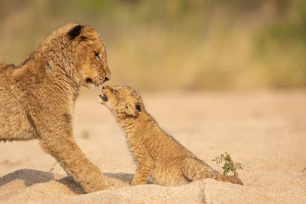 Baby Lion Pozdrav Větší Bratr Teplém Odpoledním Světle Sedí Písečném — Stock fotografie