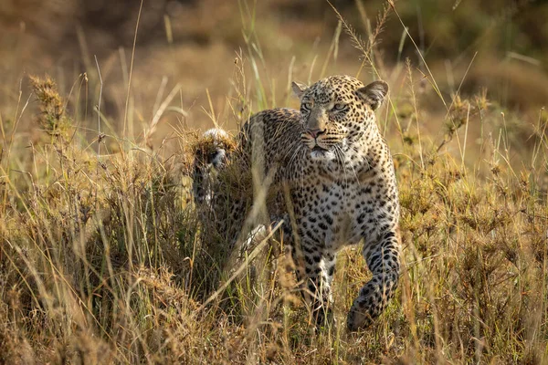 Jeden Dorosły Lampart Stojący Buszu Masai Mara Kenya — Zdjęcie stockowe