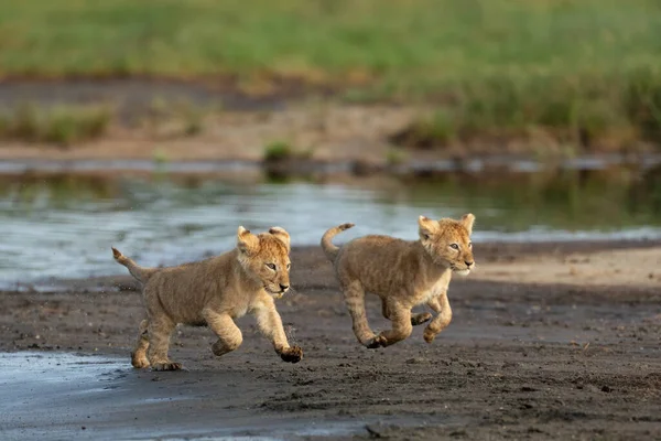 Dos Pequeños Bebés Leones Corriendo Toda Velocidad Cerca Del Río — Foto de Stock