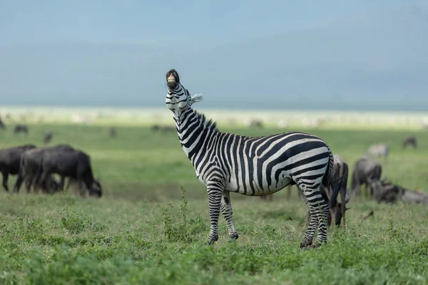 Uśmiechnięta Zebra Ukazująca Doskonałe Zęby Stojące Wśród Dzikich Zwierząt Żywiących — Zdjęcie stockowe