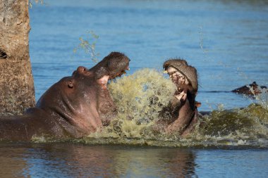 Kruger Park Güney Afrika 'da ağzı açık dövüşen iki su aygırı.