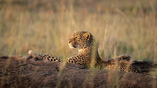 Leopardo Adulto Descansando Sobre Uma Grande Rocha Luz Dourada Tarde — Fotografia de Stock