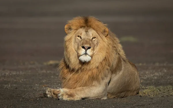 Leeuwenkoning Met Prachtige Manen Zoek Alert Rustend Bruine Bodem Ngorongoro — Stockfoto