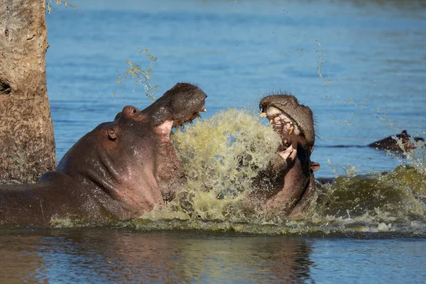 Hippo Kamper Med Åpen Munn Viser Tenner Kruger Park Sør – stockfoto