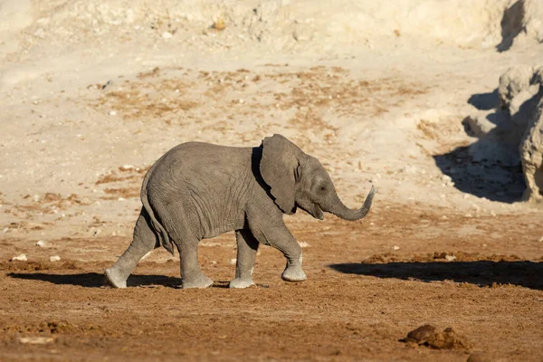 Elefante Bebé Con Tronco Arriba Caminando Tarde Soleada Parque Nacional — Foto de Stock