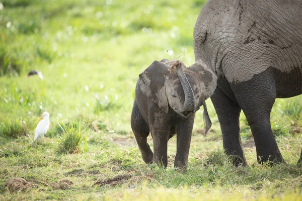 Bebé Elefante Garza Ganado Pie Cerca Madre Elefante Amboseli Kenia — Foto de Stock