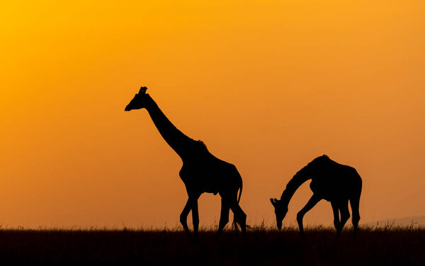 Cut out of adult giraffe walking in sunset in Masai Mara Kenya