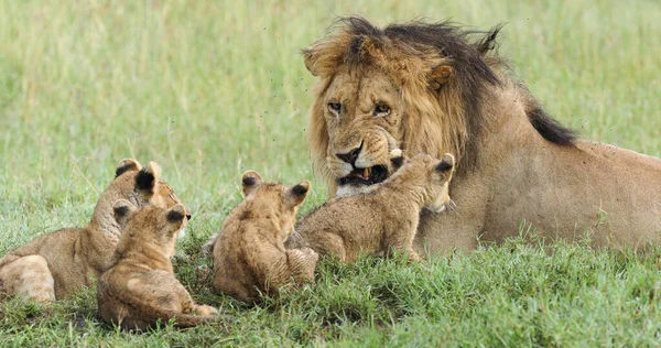 Otec Lva Mláďata Národním Parku Serengeti Tanzanie — Stock fotografie