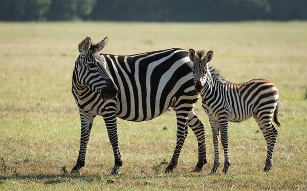 Cute baby zebra standing with its mum in Masai Mara Kenya