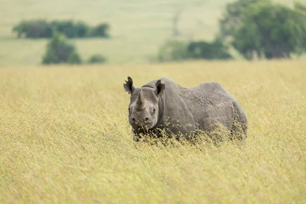 Siyah Gergedan Masai Mara Kenya Uzun Sarı Çimenlerin Üzerinde Duruyor — Stok fotoğraf