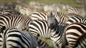 Картина, постер, плакат, фотообои "zebra herd grazing with one adult zebra looking alert straight at camera in serengeti national park tanzania", артикул 399640464