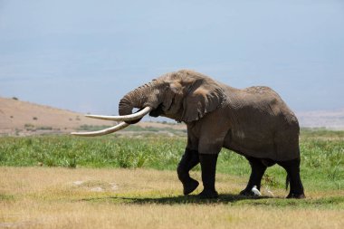 Amboseli Kenya 'nın açık yeşil ovalarında yürüyen büyük dişli fil.