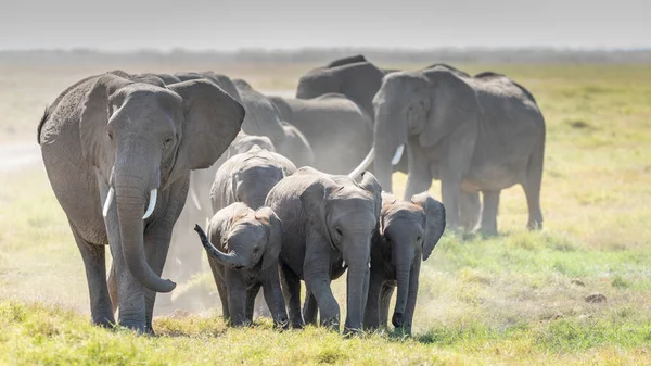 在肯尼亚安博塞利国家公园 正午时分 大象一家在散步 — 图库照片