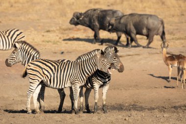 Zebra, bufalo ve impala sürüleri Kruger Park Güney Afrika 'da altın öğleden sonra ışığında bir su birikintisinde.