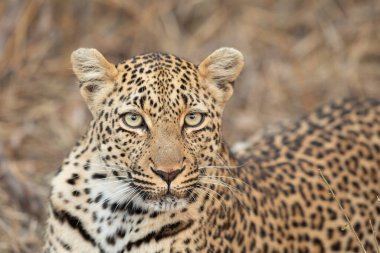 Kruger Park 'ın Güney Afrika' sında leopar suratını büyük gözlerle kapatın.