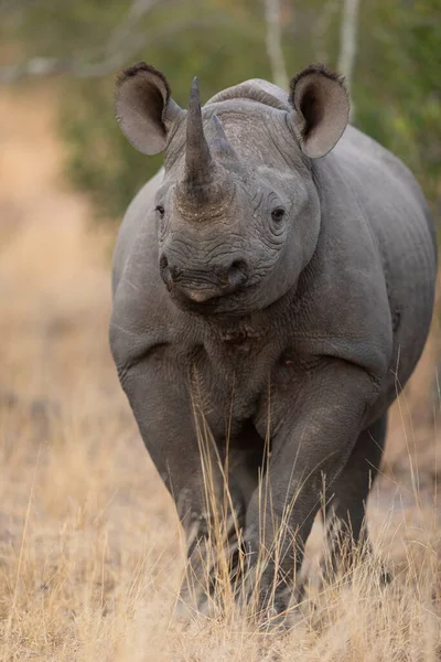 Verticaal Portret Van Een Waarschuwende Zwarte Neushoorn Recht Geel Droog — Stockfoto