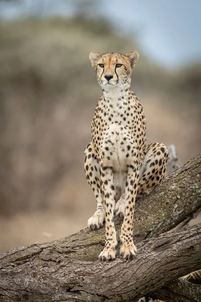 Dospělý Gepard Sedí Vzpřímeně Velkém Kmeni Stromu Vypadá Ostražitě Ndutu — Stock fotografie