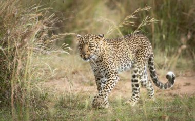 Masai Mara Kenya 'da uzun çimlerin yanında yürüyen güzel kadın leopar manzarası.