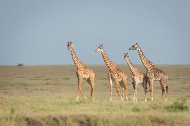 Kenya 'da altın öğlen ışığında Masai Mara' nın kısa otlaklarında yürüyen dört zürafa.