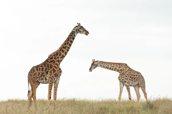 Dos Jirafas Con Fondo Blanco Caminando Masai Mara Kenia — Foto de Stock