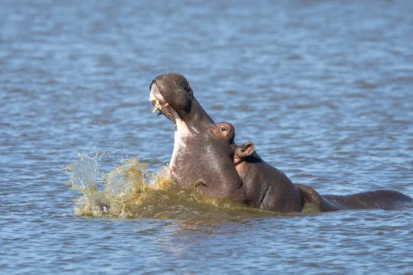 Joven Hipopótamo Bostezando Luz Tarde Con Agua Salpicando Alrededor Boca —  Fotos de Stock
