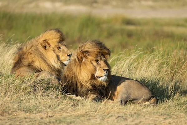 Zwei Männliche Löwen Liegen Nebeneinander Hohen Gras Und Schauen Aufmerksam — Stockfoto