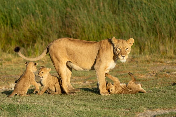 Löwin Und Ihre Drei Löwenbabys Spielen Auf Grünem Gras Goldenen — Stockfoto