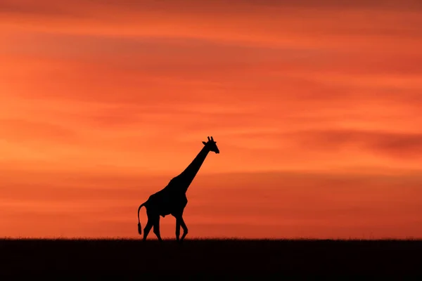 Żyrafa Odizolowana Czerwonym Pomarańczowym Niebem Tle Masai Mara Kenia — Zdjęcie stockowe