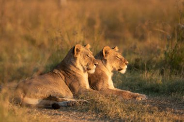İki dişi aslan Khwai Okavango Delta Botswana 'da gün batımını seyrediyor.