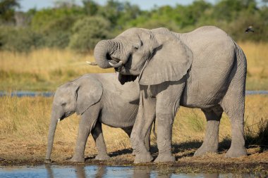 Moremi Okavango Delta Botswana 'da nehir kenarında su içen iki genç fil.