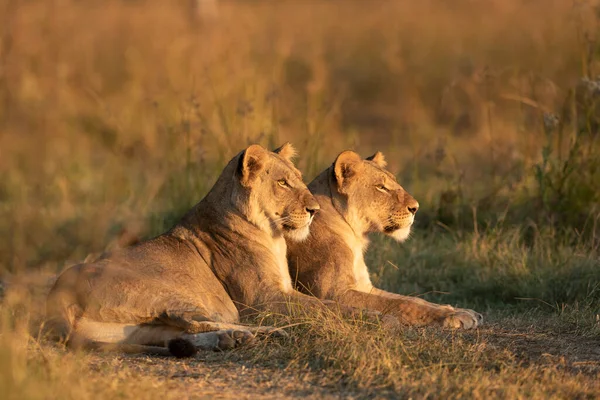 Two Female Lioness Lying Watching Sunset Khwai Okavango Delta Botswana — Stock Photo, Image
