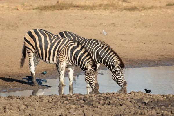 Dwie Dorosłe Zebry Pijące Wodę Wodopoju Ptakami Wokół Nich Kruger — Zdjęcie stockowe