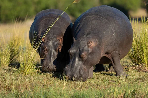 Dos Hipopótamos Comiendo Hierba Luz Dorada Tarde Río Chobe Botswana —  Fotos de Stock