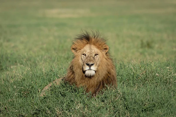 Volwassen Mannelijke Leeuwenkoning Met Prachtige Manen Liggend Groen Gras Recht — Stockfoto