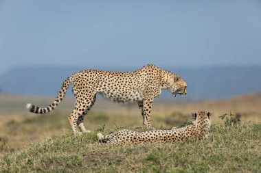 Masai Mara Kenya 'da güneşli bir günün ortasında iki çita dinleniyor. Biri ayakta duruyor, diğeri çimlerin üzerinde uzanıyor.