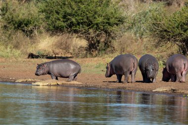 Kruger Park Güney Afrika 'daki timsahlarla ilgilenen dört su aygırı su kenarında otluyor.