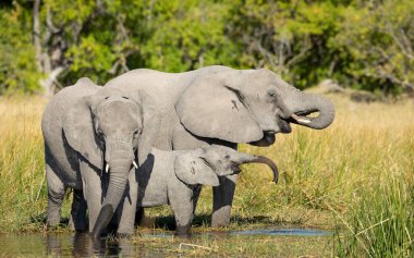 Anne, bebek fil ve büyük kardeşi suyun kenarında Moremi Okavango Delta Botswana 'da sarı güneş ışığıyla içiyorlar.