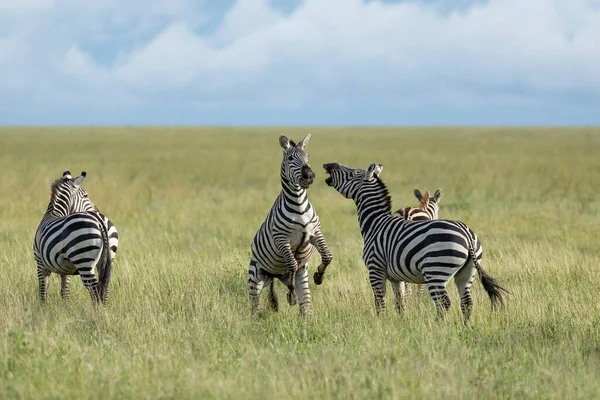Two Adult Zebra Fighting Middle Open Grassy Savannah Serengeti National — Stock Photo, Image