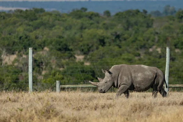 Adult Rare Endangered Northern White Rhino Large Blunt Horn Walking — Stock Photo, Image