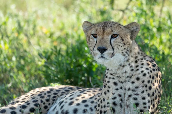 Half Body Close Cheetah Face Lying Tree Head Resting Ndutu — Stock Photo, Image
