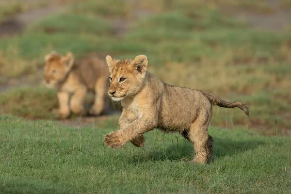 Cute lion cub running across green grass with sibling in background in warm afternoon light in Ndutu Tanzania