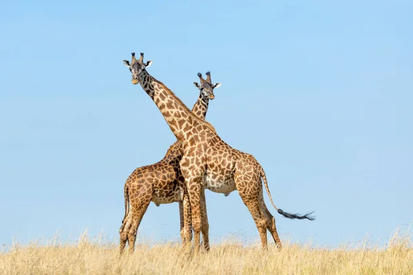 2人の大人の男性キリンが隣に立っていて 首は晴れた日に交差しました — ストック写真