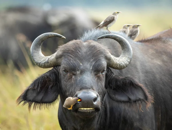 Zblízka Mysu Buvolí Hlava Vůl Pták Vybírá Klíšťata Nosu Masai — Stock fotografie